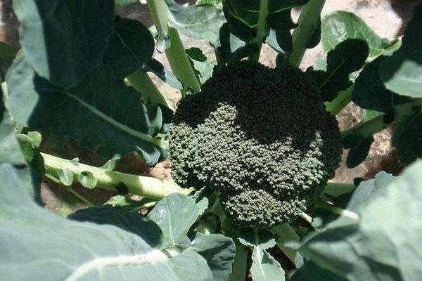 西蘭花怎么種植