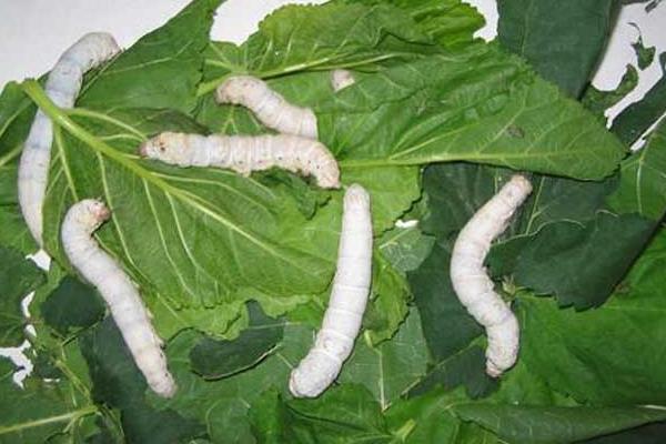 夏秋養蠶注意十點