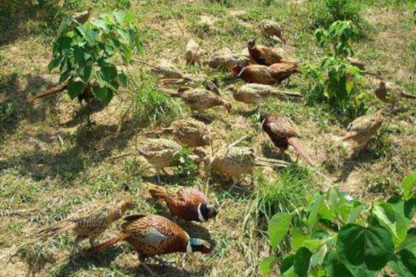 養山雞賺錢嗎？