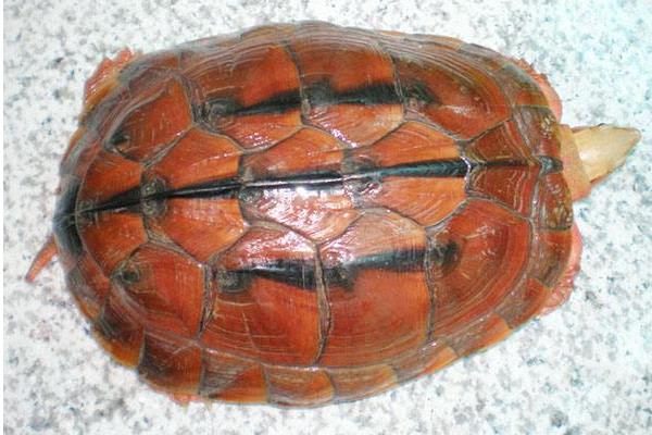 石金錢龜苗價格