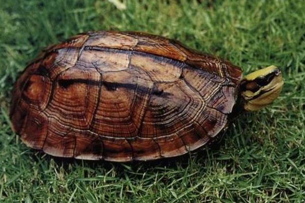 石金錢龜苗價格