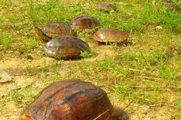 石金錢龜苗價格