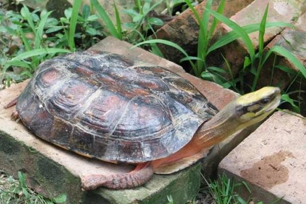 石金錢龜苗價格