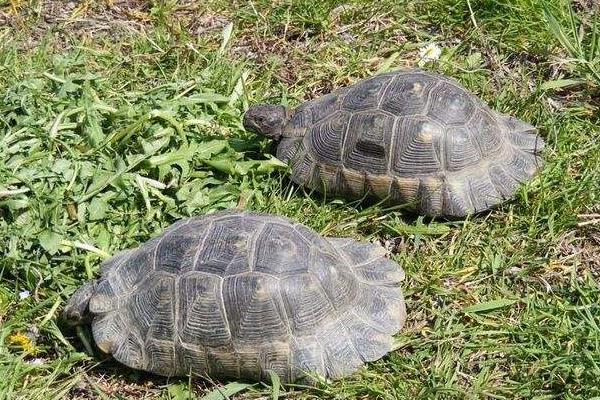 石金錢龜飼料配方