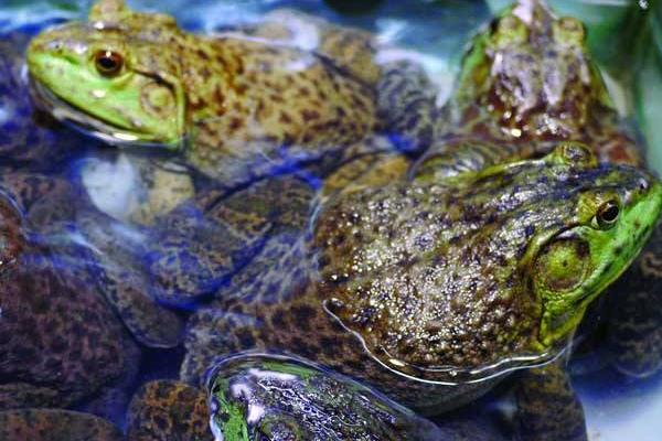 牛蛙套腸病的防治技術(shù)