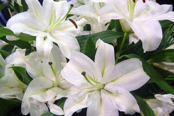 水養百合花怎么養？