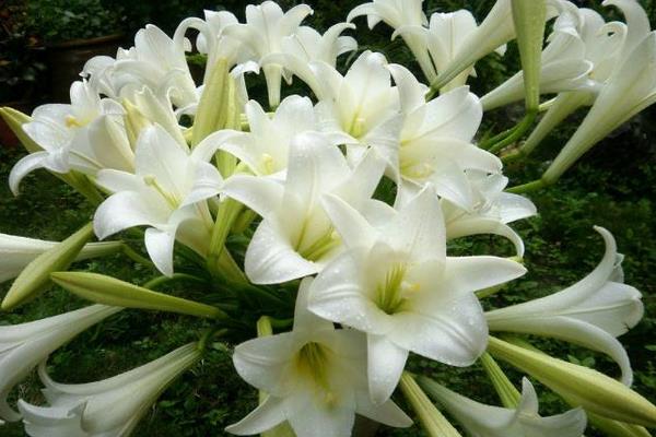 水養百合花怎么養？