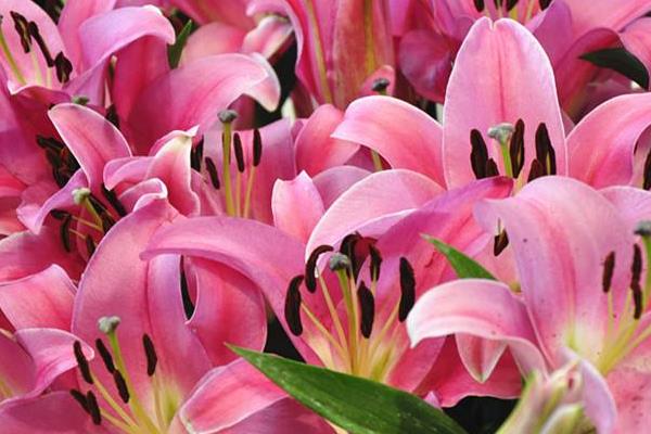 水養百合花怎么養？