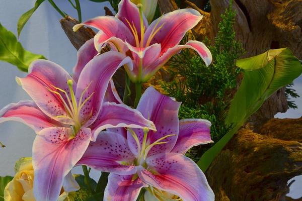 水養百合花怎么養？