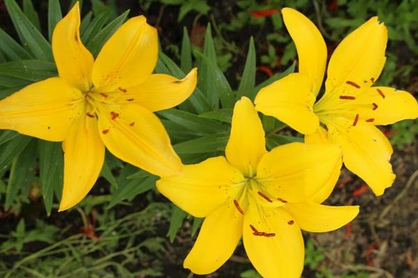 水養百合花怎么養？