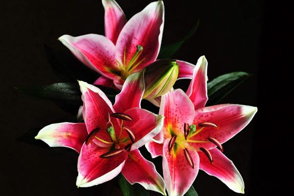 水養百合花怎么養？