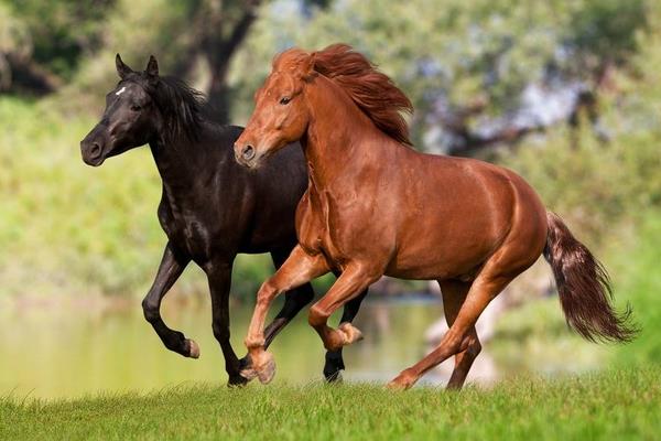 馬的常見疾病防治方法