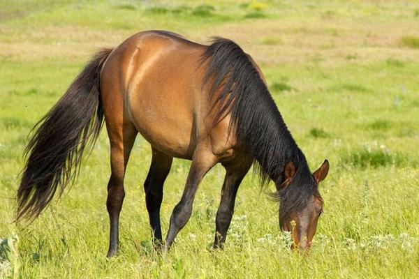 馬的常見疾病防治方法