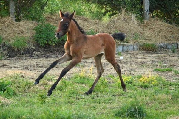 馬的常見疾病防治方法