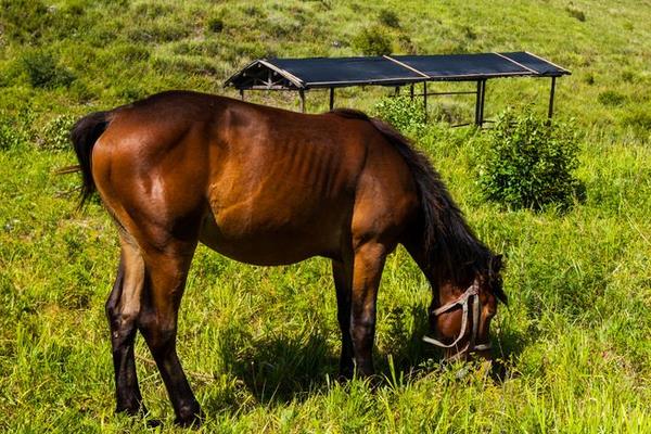 馬的常見疾病防治方法