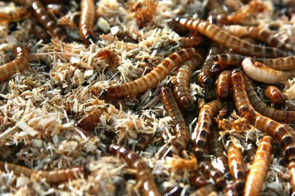 黃粉蟲飼料配方及喂養(yǎng)方法