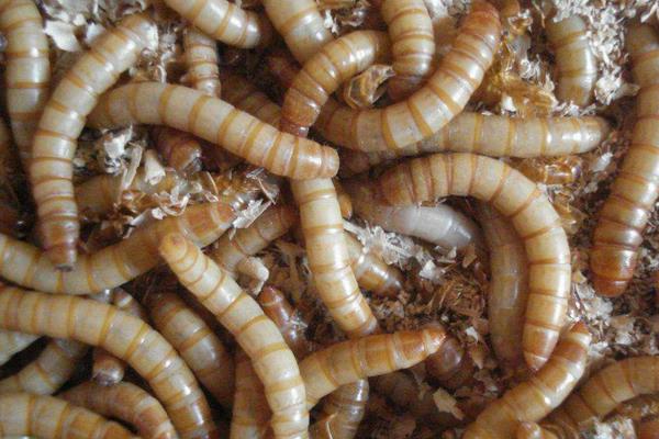 黃粉蟲飼料配方及喂養方法