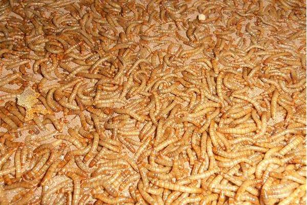 黃粉蟲飼料配方及喂養方法