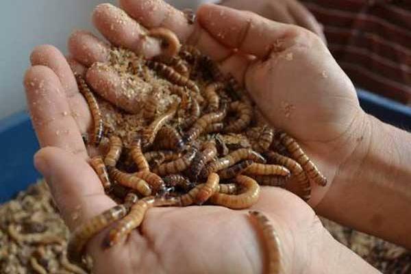 黃粉蟲飼料配方及喂養方法