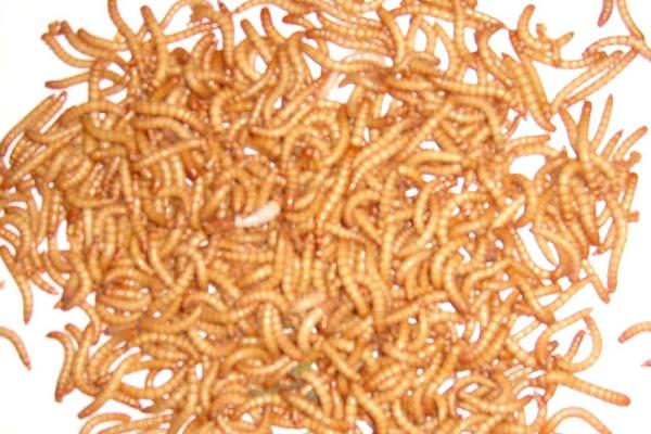 黃粉蟲飼料配方及喂養方法