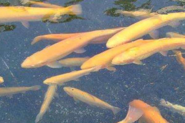 池塘養殖成年虹鱒魚的池塘條件要求