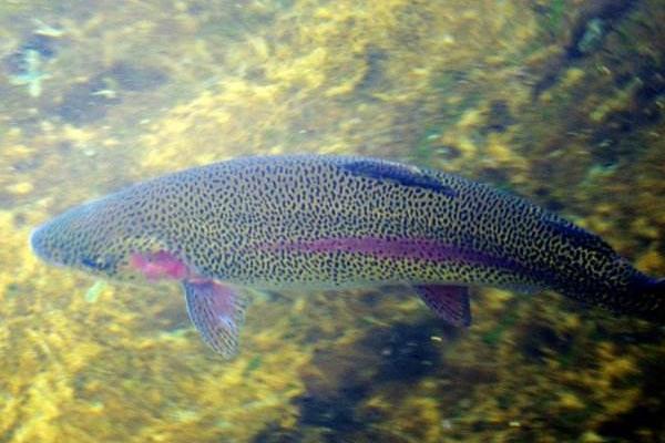 池塘養殖成年虹鱒魚的池塘條件要求