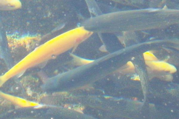 池塘養殖成年虹鱒魚的池塘條件要求