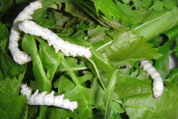 新的養蠶模式桑—沼—桑