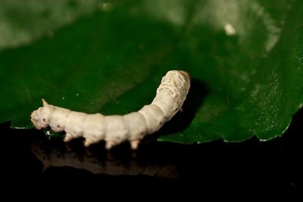 新的養蠶模式桑—沼—桑