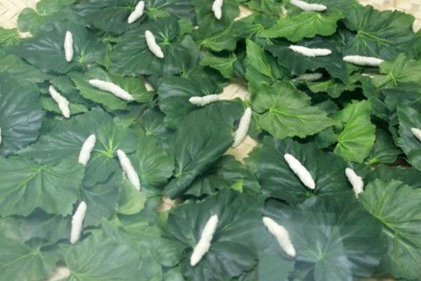 新的養蠶模式桑—沼—桑