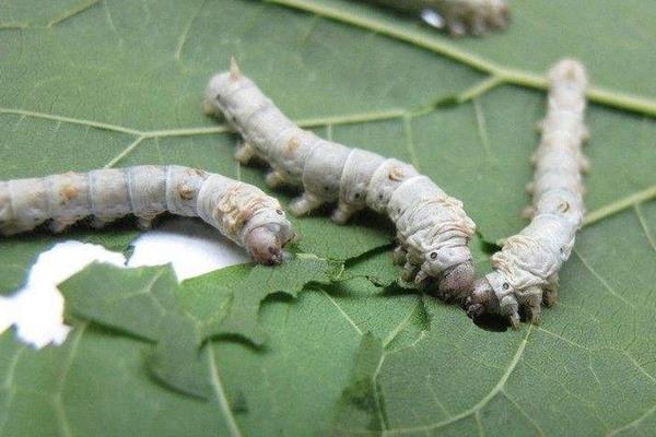 新的養蠶模式桑—沼—桑