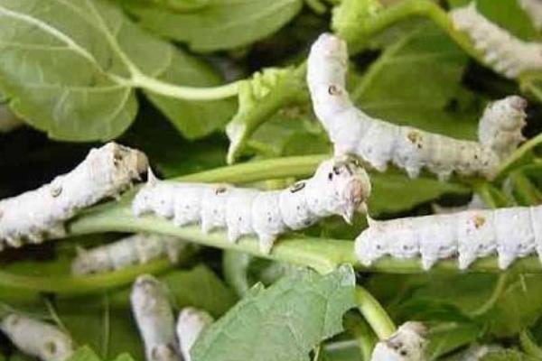 新的養蠶模式桑—沼—桑