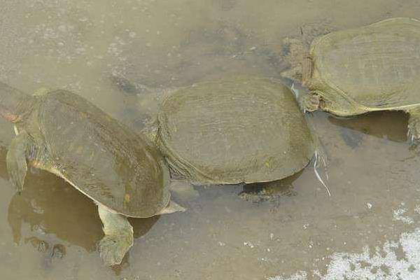 甲魚養(yǎng)殖密度