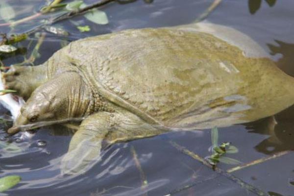 甲魚養(yǎng)殖密度