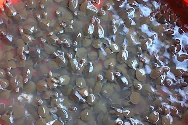 甲魚養(yǎng)殖密度