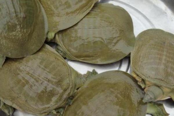 甲魚養(yǎng)殖密度