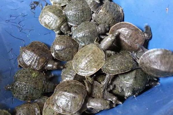 甲魚養(yǎng)殖密度