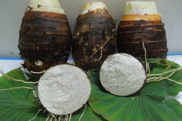 荔浦芋頭營養價值