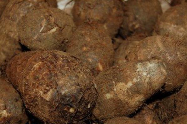 荔浦芋頭怎么保存