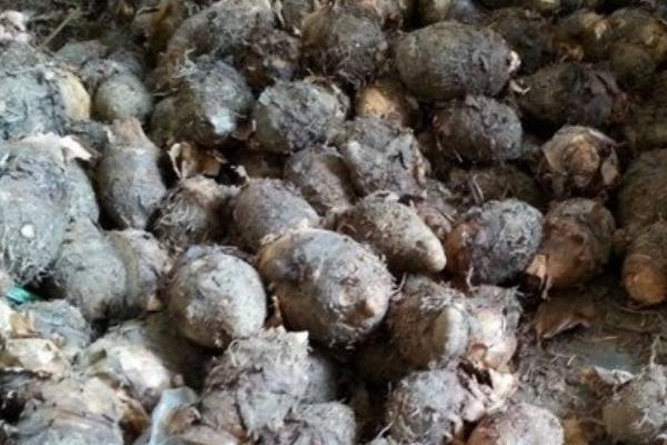 荔浦芋頭怎么保存