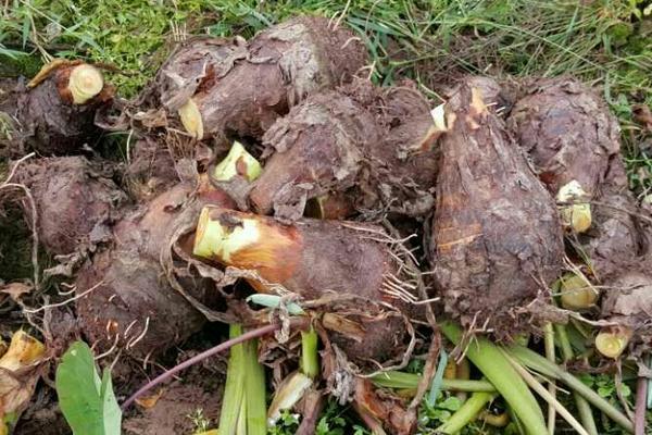 荔浦芋頭怎么保存