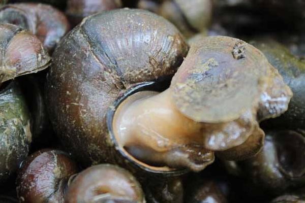 養殖田螺飼料的需求特點