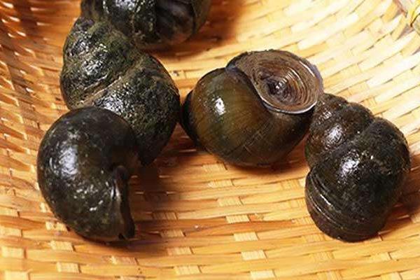 養殖田螺飼料的需求特點
