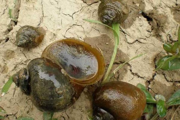 養殖田螺飼料的需求特點