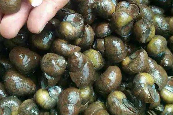 養殖田螺飼料的需求特點