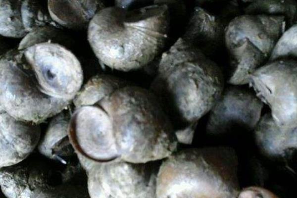 養殖田螺飼料的需求特點