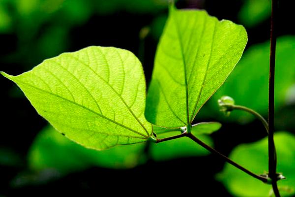 扁豆葉的功效與作用及禁忌