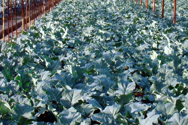 西蘭花科學種植技術