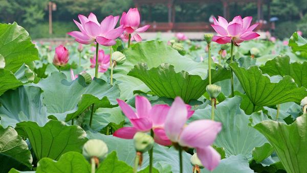 家里種蓮藕好嗎