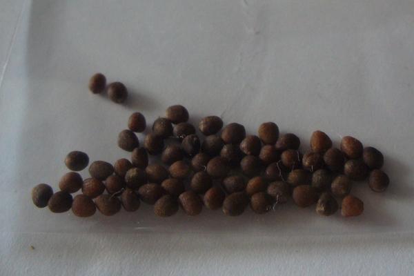 西蘭花種子價格多少錢一斤